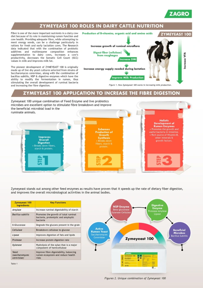 Yeast culture for dairy cows rumen health
